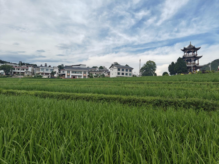 为贡米之乡开方1.png