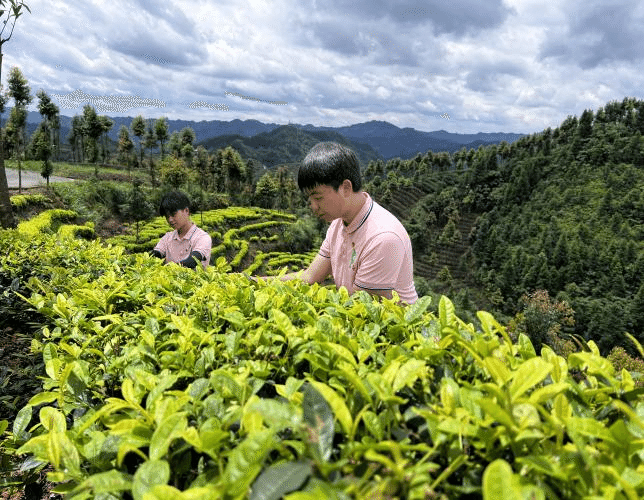 江口县桃映镇1.png